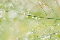 Asparagus and rain by Lars Hallstrom