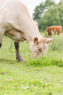 Cow on pasture von Lars Hallstrom