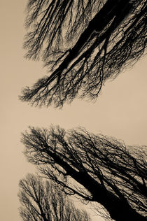 Spooky Trees by Lars Hallstrom