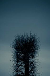 Twilight Tree by Lars Hallstrom