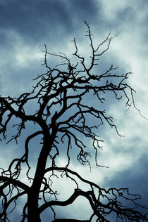 Tree of death by Lars Hallstrom