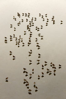Sandpiper Calligraphy by John Mitchell