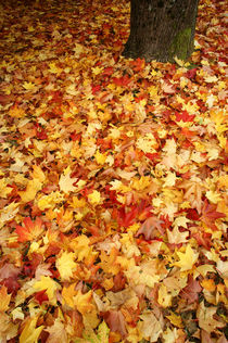 AUTUMN LEAVES 2 by John Mitchell