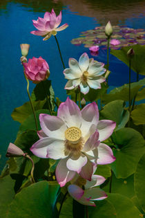 Lotus Pool by Chris Lord