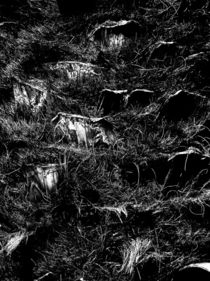 Detail der Oberfläche eines Palmenstammes von langefoto