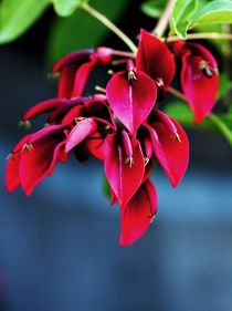 Roter Blütenstand vor blauem Hintergrund von langefoto