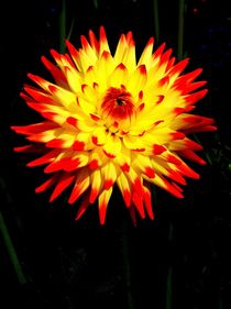 Gelbe Dahlie mit roten Blütenspitzen von langefoto