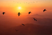 Pelican Migration von Chris Lord