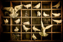 'Pigeon Holed' von Chris Lord