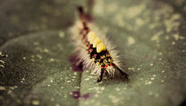 Hairy Catterpillar by rosanna zavanaiu