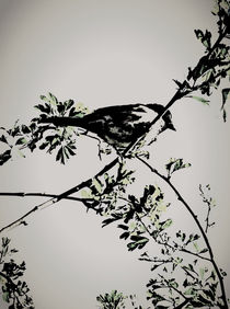 Bird Watching. by rosanna zavanaiu
