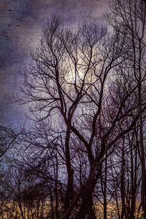 Winter Trees von Chris Lord