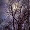 'Winter Trees' von Chris Lord