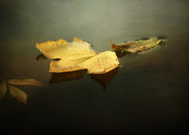 river autumn by Franziska Rullert
