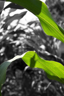 Maisblätter - corn leaves von ropo13