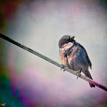 A Bird On A Wire by Chris Lord