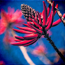 Coral Tree Flower von Chris Lord