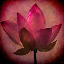 Sacred Lotus by Chris Lord