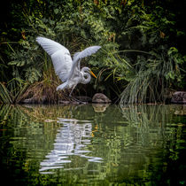 Egret Hunting by Chris Lord