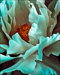 Peony Petals by Chris Lord