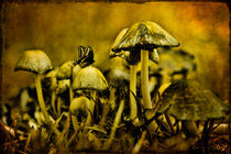Fungus World by Chris Lord