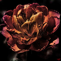 Tulip von Chris Lord