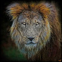 The Grumpy Old Lion von Chris Lord