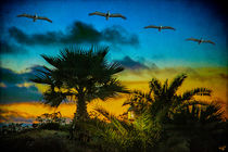 Tropical Sunset With Pelicans von Chris Lord