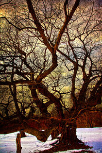Winter Treescape von Chris Lord