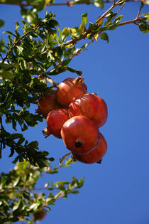 Granatäpfel am Baum by magdeburgerin