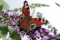 Schmetterling  von Viviane Lafrenz