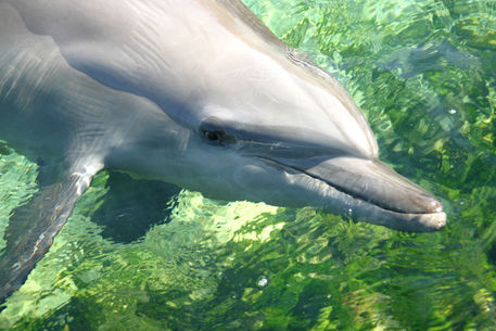 Sea-world-bottlenose-dolphin-3309