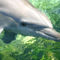Sea-world-bottlenose-dolphin-3309