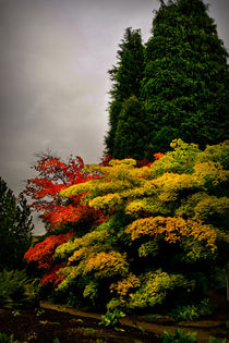 Autumn Colour at Harlow Carr by Colin Metcalf