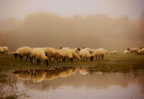 Sheep in the mist - 2 by ian hufton