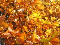 Herbstgold von rosenlady