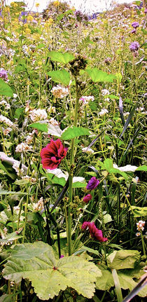 Blumenwiese von ekk lory