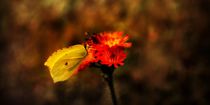 Schmetterling by tinadefortunata
