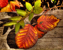 Autumn Leaves von Chris Lord