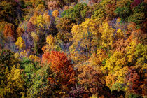 A Bird's Eye View Of Autumn von Chris Lord