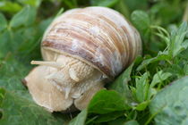 Weinbergschnecke Vineyard snail (Helix pomatia) by hadot