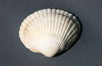 Muschelschale  Seashell by hadot