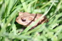 Erdkröte,(Bufo bufo)  Common Toad, (Bufo bufo) von hadot