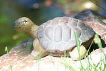 Schildkröte   turtle by hadot