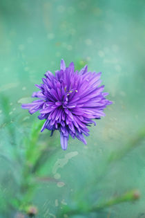 Fantasy Garden - Lilac Beauty von syoung-photography