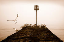 Dawlish Sea Gulls von Russell Bevan Photography