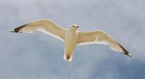 Fliegende Silbermöwe  flying gull  (Larus argentatus) von hadot