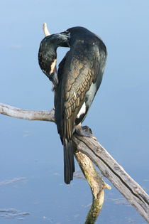 Kormoran  cormorants by hadot