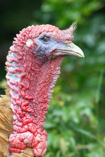 Truthahn turkey (meleagris gallopavo) von hadot
