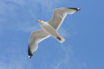 Fliegende Silbermöwe  flying gull  (Larus argentatus) by hadot